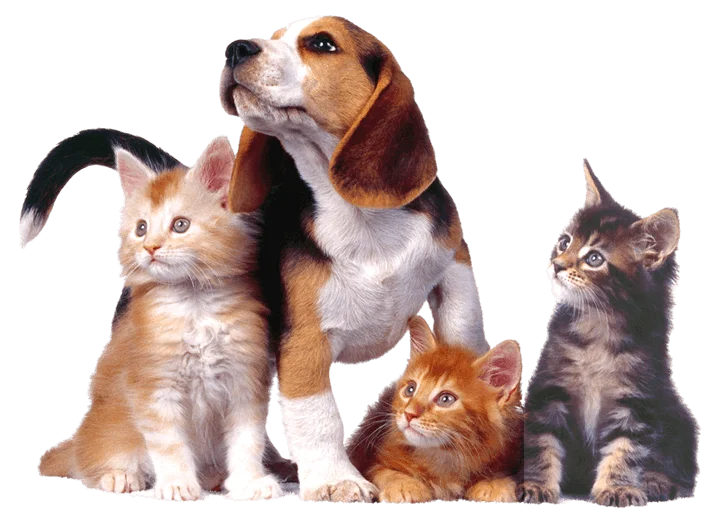 Mascotas Comercial Hoznayo