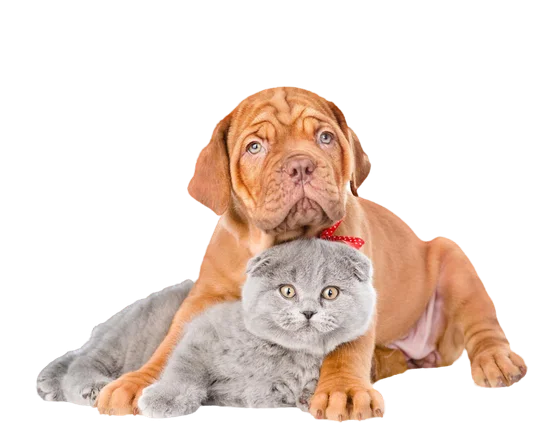 Mascotas