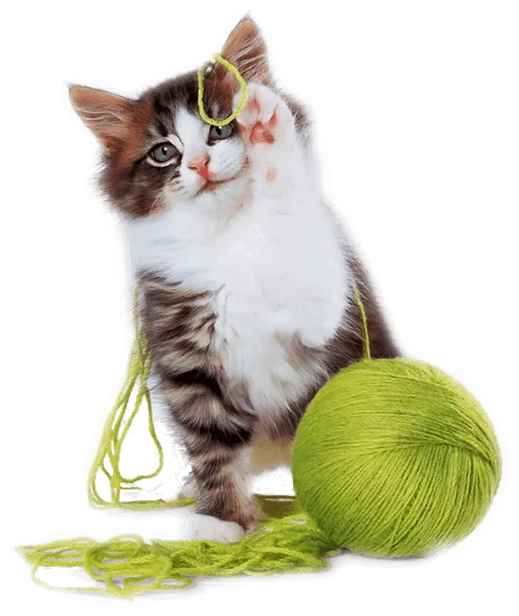 Gato comercial