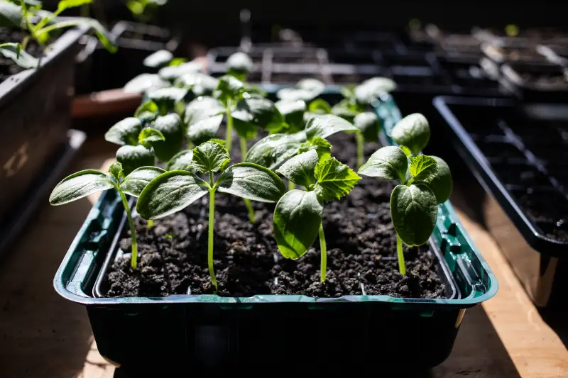 Plantas para la huerta