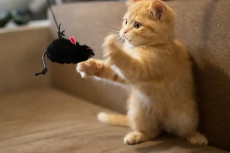 Los mejores accesorios y juguetes para mascotas