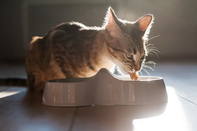 Variedad de Alimentos para Cada Etapa de tu Mascota