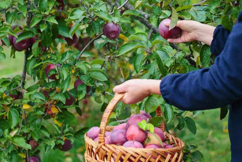 ¿Por qué trasplantar árboles en Cantabria?