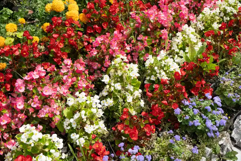 Beneficios de plantar flores