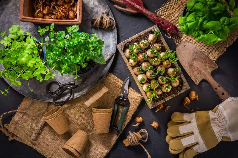 Beneficios de Utilizar Herramientas y Accesorios para Huerta y Jardín en Cantabria