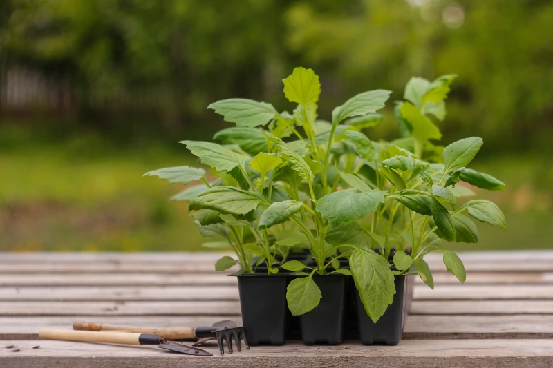 Ventajas de las Plantas para Huertas