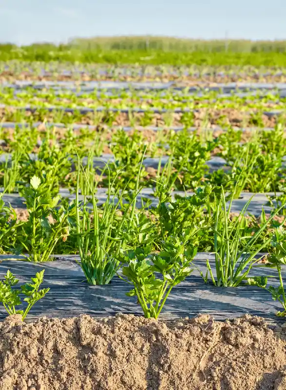 Beneficios de usar plásticos para silos