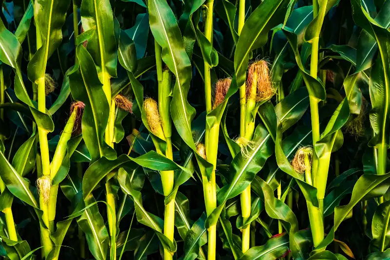 Inoculantes