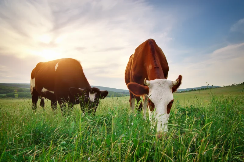 Zoosanitarios para Profesionales Agrícolas